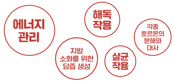 에너지관리, 해독작용, 살균작용, 각종호르몬의 분해와 대사, 지방 소화를 위한 담즙 생성